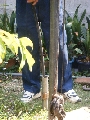 DSCF0828.JPG